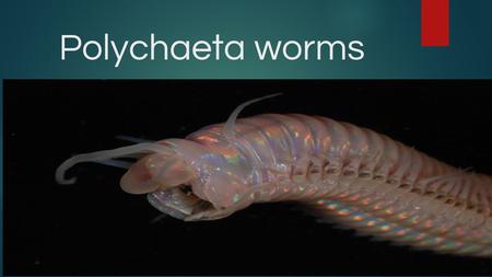 Polychaeta worms.