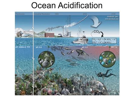 Ocean Acidification A conceptual illustration to show the potential effects of ocean acidification on various aspects of the oceanic food web. This cover.