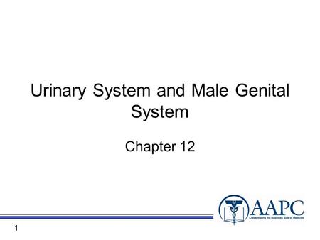 Urinary System and Male Genital System Chapter 12 1.