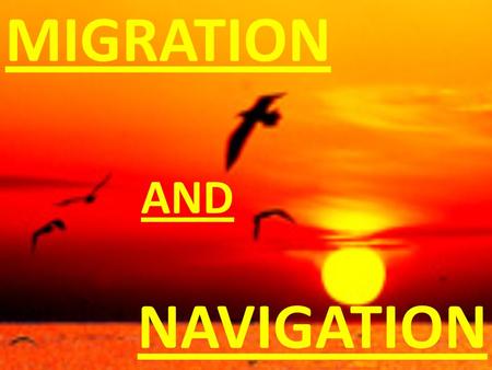 MIGRATION AND NAVIGATIoN.