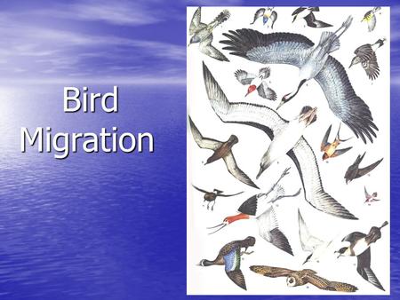 Bird Migration.