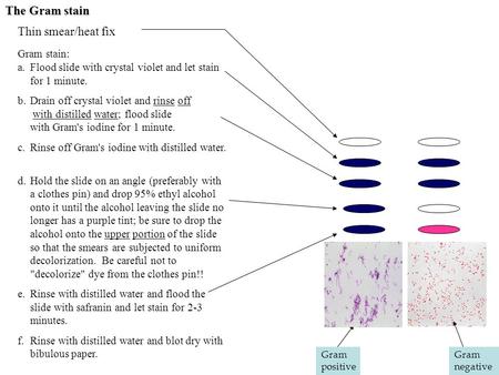 The Gram stain Thin smear/heat fix Gram stain: