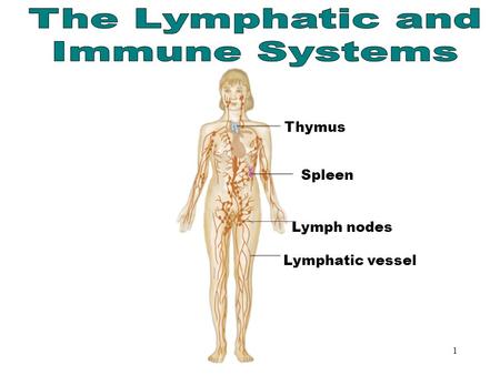 1 The Lymphatic & Immune Systems Thymus Spleen Lymph nodes Lymphatic vessel.