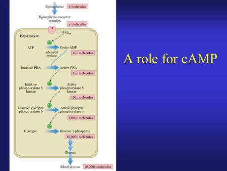 A role for cAMP. Desensitization from persistent signal.