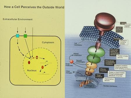 Control levels of transcription factor (TF) activity.