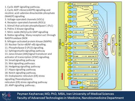 Peyman Keyhanvar, MD, PhD, MBA, Iran University of Medical Sciences