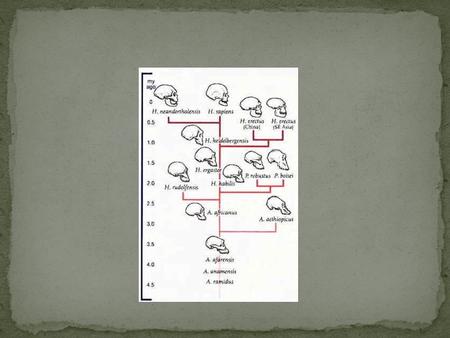 Out of Africa I, 1.8 million years ago Multi-Regional Theory Out of Africa II, ca. 150,000 b.c.e.