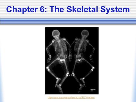 Chapter 6: The Skeletal System