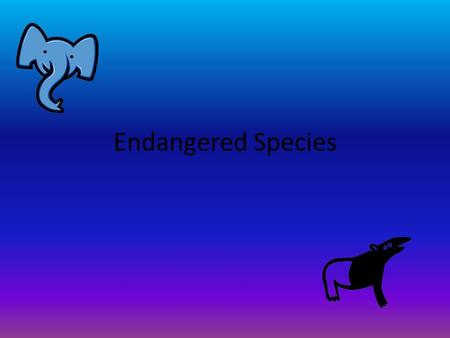 Endangered Species. What are some? White Rhinos Leopards Gazelles Giant Pandas Sumatran Tigers Komodo Dragons Tapirs Bald Eagles Asian Elephants.