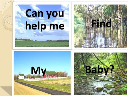 Can you help me Find My Baby?. A mother horse gallops with her…