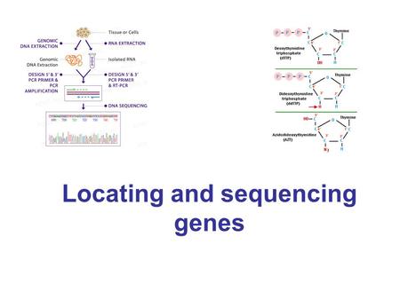 Locating and sequencing genes