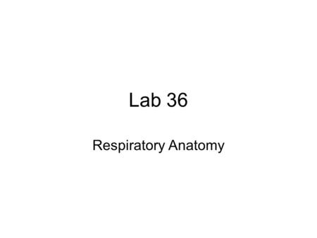 Lab 36 Respiratory Anatomy. Lab Practical #1 26 stations: –13 microscopes –3 fresh hearts –1 heart model –8 vessel diagrams –1 blood typing All stations.