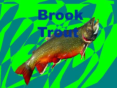 Brook Trout Brook Trout Brook Trout. Program Description First stage: eggs Second stage: Little fry Third stage: finger links Last Stage: Big fishies.