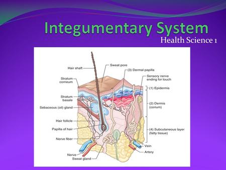 Health Science 1. Structure of the Skin Skin = Integument = Cutaneous Membrane 3 layers Epidermis Outermost covering Epithelial cells Avascular-no blood.