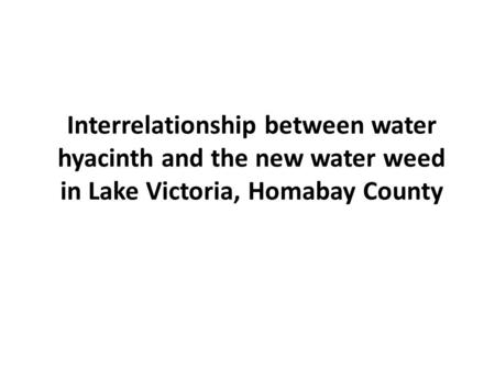 Interrelationship between water hyacinth and the new water weed in Lake Victoria, Homabay County.