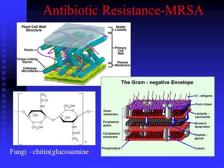 Antibiotic Resistance-MRSA Fungi –chitin(glucosamine)