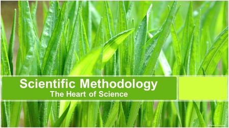 Scientific Methodology