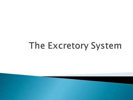 The Excretory System.