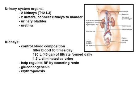 Urinary system organs: