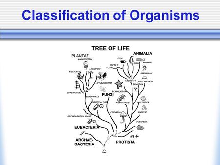 Classification of Organisms