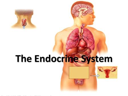 The Endocrine System.