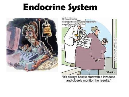 Endocrine System. Environmental pollutants can interfere the action of hormones (endocrine disruptors)