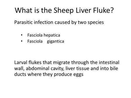 What is the Sheep Liver Fluke?