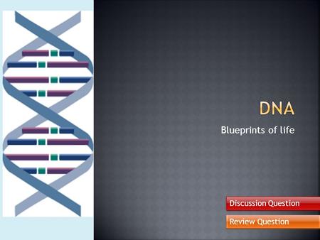 Blueprints of life Discussion Question Review Question.