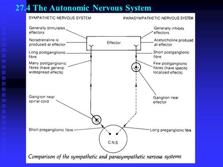 27.4 The Autonomic Nervous System INVOLUNTARY RESPONSES - responses that do not involve the brain (cerebrum): unconscious, independent of external stimuli,