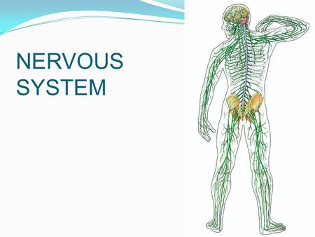 NERVOUS SYSTEM.