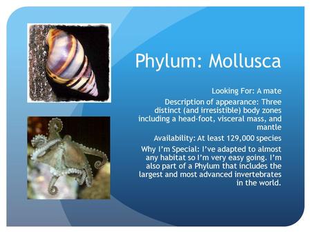 Phylum: Mollusca Looking For: A mate Description of appearance: Three distinct (and irresistible) body zones including a head-foot, visceral mass, and.