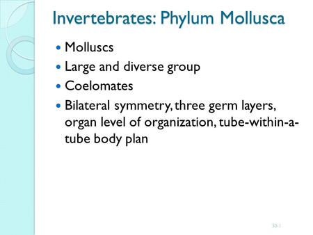 Invertebrates: Phylum Mollusca