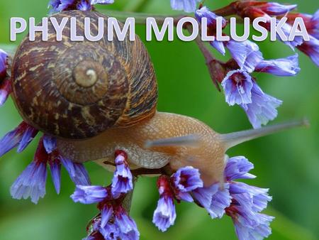 PHYLUM MOLLUSKA.