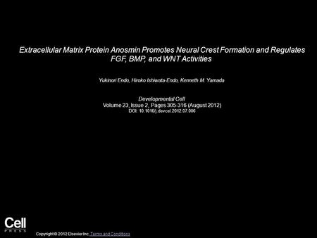 Extracellular Matrix Protein Anosmin Promotes Neural Crest Formation and Regulates FGF, BMP, and WNT Activities Yukinori Endo, Hiroko Ishiwata-Endo, Kenneth.