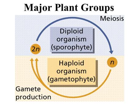 Major Plant Groups.