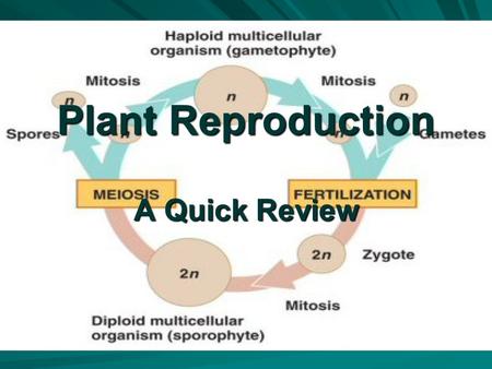 Plant Reproduction A Quick Review. Plants alternate generations. - Gametophyte - haploid plant which produces gametes - gametes - haploid cells which.