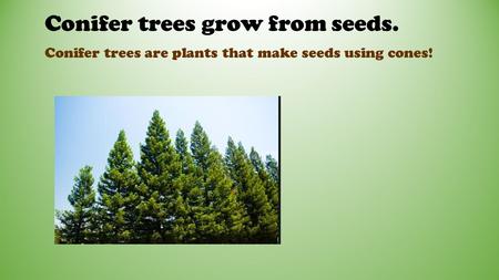 Conifer trees grow from seeds. Conifer trees are plants that make seeds using cones!