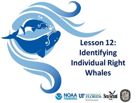 Lesson 12: Identifying Individual Right Whales. Lesson 12 Identifying Individual Right Whales Who monitors the North Atlantic right whales? Photo credit: