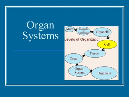 Organ Systems. Organization Individual body units: cells Similar cells work together as: tissues 4 main types of tissue: Epithelial, connective, muscle,