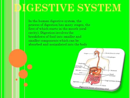 In the human digestive system, the process of digestion has many stages, the first of which starts in the mouth (oral cavity). Digestion involves the breakdown.