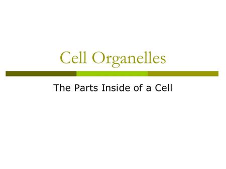 The Parts Inside of a Cell