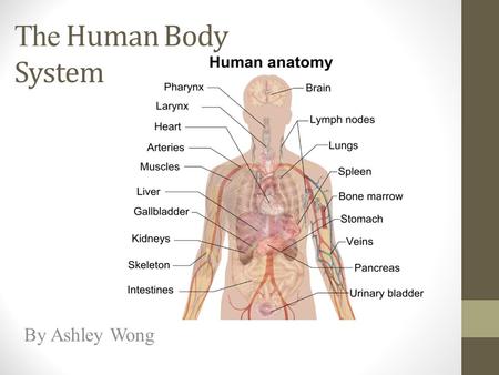 The Human Body System By Ashley Wong.