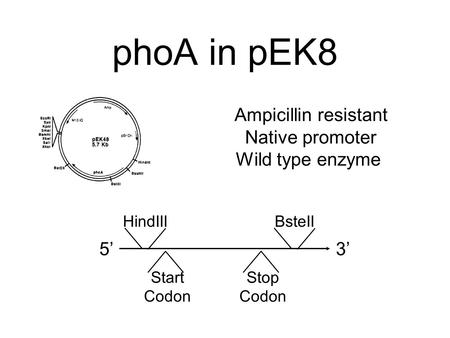 Ampicillin resistant Native promoter Wild type enzyme 5’5’3’3’ HindIII Start Codon Stop Codon BsteII phoA in pEK8.