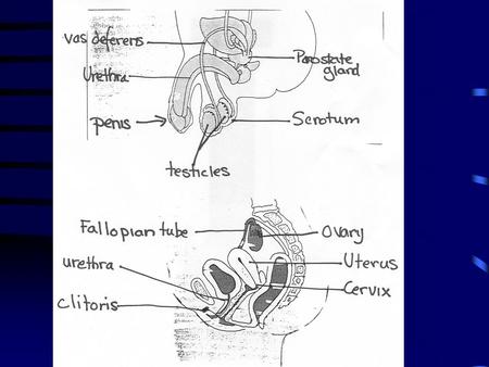 PUBERTY. PUBERTY PUBERTY can be defined as “the biological, social and emotional changes of adolescence”. It changes boys and girls from physical.