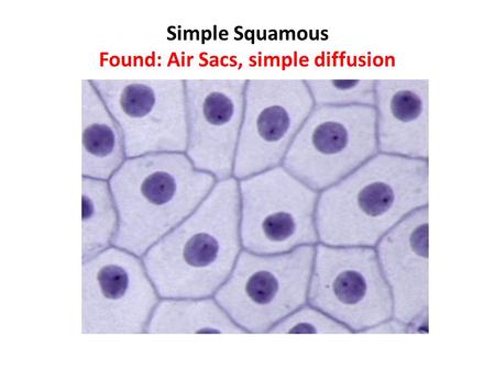 Simple Squamous Found: Air Sacs, simple diffusion.