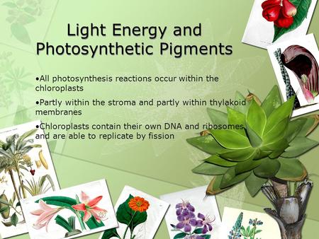 Light Energy and Photosynthetic Pigments