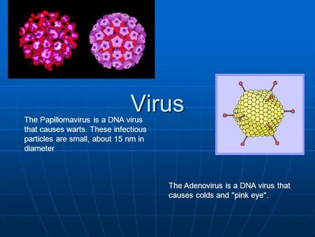 Virus The Papillomavirus is a DNA virus that causes warts. These infectious particles are small, about 15 nm in diameter The Adenovirus is a DNA virus.