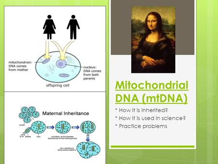 Mitochondrial DNA (mtDNA)