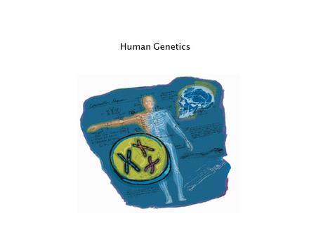 Human Genetics Genetics of sex Women & men are very different, but just a few genes create that difference In mammals = 2 sex chromosomes –X & Y –2 X.