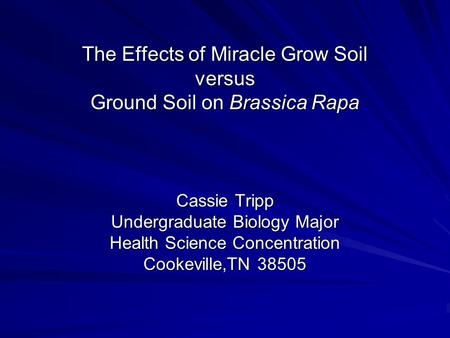 The Effects of Miracle Grow Soil versus Ground Soil on Brassica Rapa Cassie Tripp Undergraduate Biology Major Health Science Concentration Cookeville,TN.